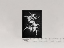Нашивка Sepultura